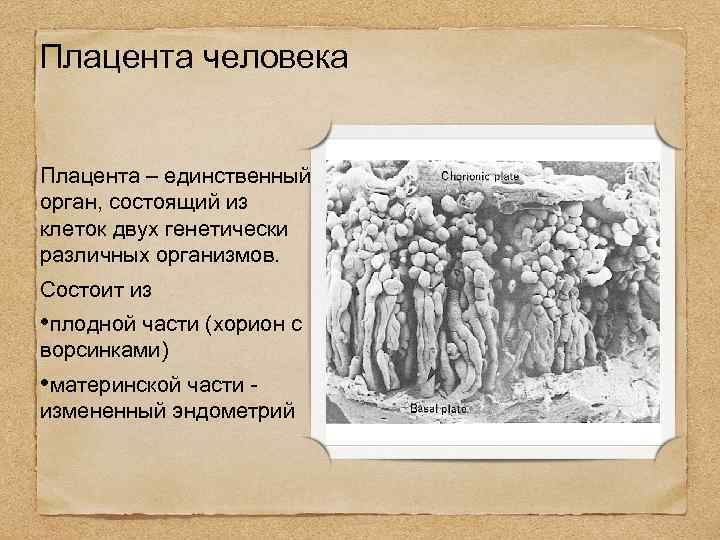 Плацента человека Плацента – единственный орган, состоящий из клеток двух генетически различных организмов. Состоит
