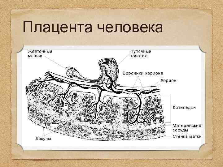 Плацента на рисунке