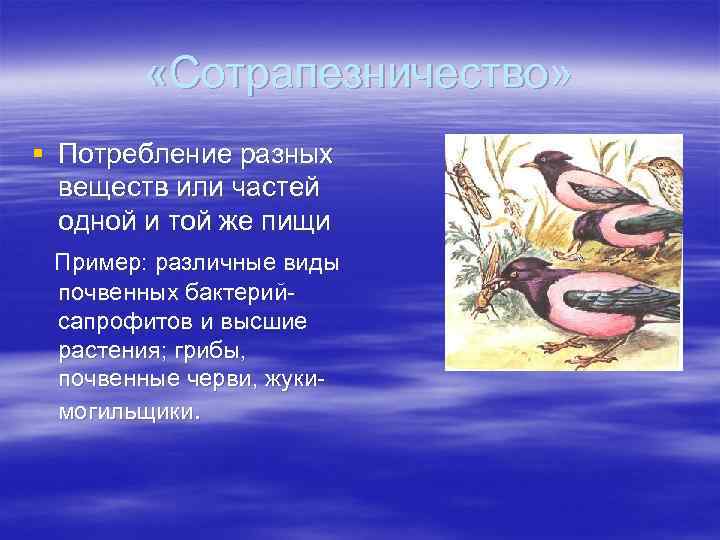  «Сотрапезничество» § Потребление разных веществ или частей одной и той же пищи Пример: