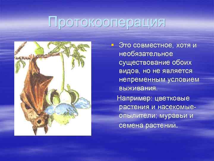 Протокооперация § Это совместное, хотя и необязательное существование обоих видов, но не является непременным