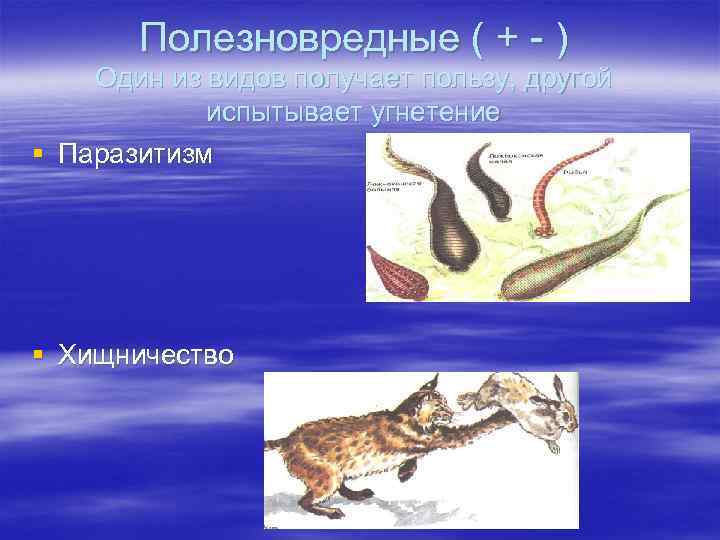 Полезновредные ( + - ) Один из видов получает пользу, другой испытывает угнетение §