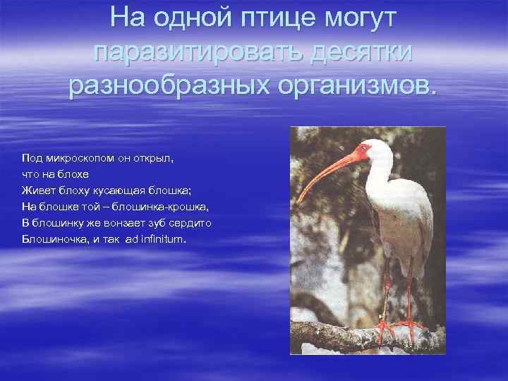 На одной птице могут паразитировать десятки разнообразных организмов. Под микроскопом он открыл, что на