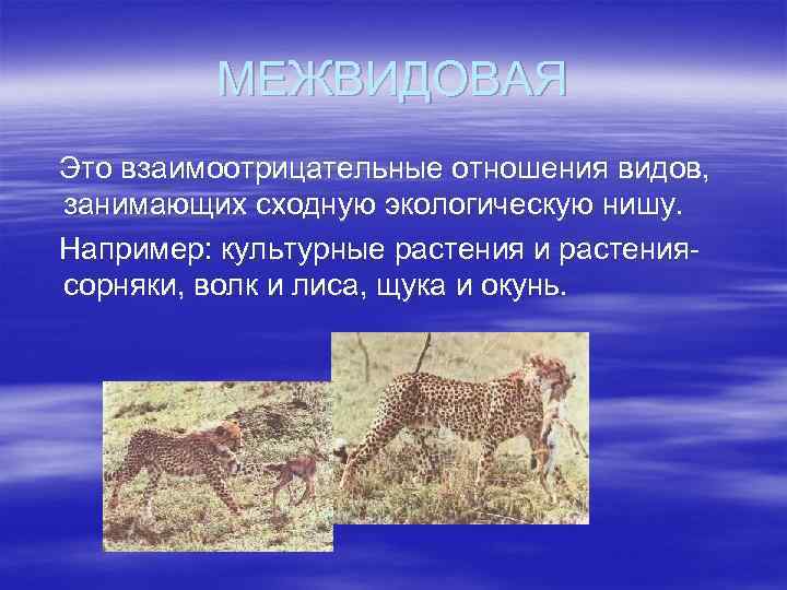 МЕЖВИДОВАЯ Это взаимоотрицательные отношения видов, занимающих сходную экологическую нишу. Например: культурные растения и растениясорняки,