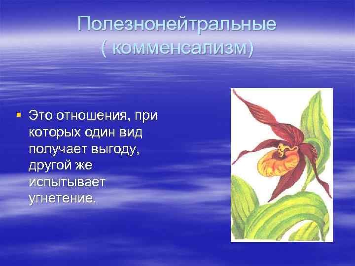 Полезнонейтральные ( комменсализм) § Это отношения, при которых один вид получает выгоду, другой же