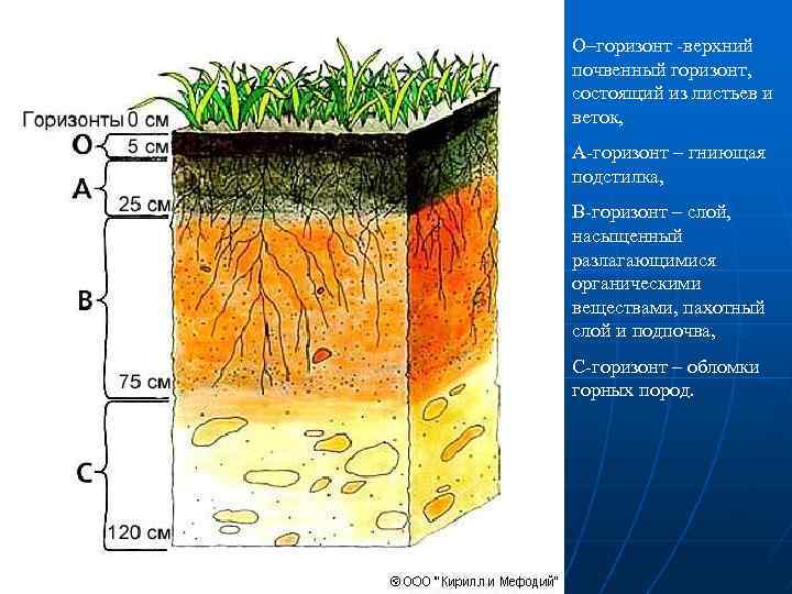 О–горизонт -верхний почвенный горизонт, состоящий из листьев и веток, А-горизонт – гниющая подстилка, В-горизонт