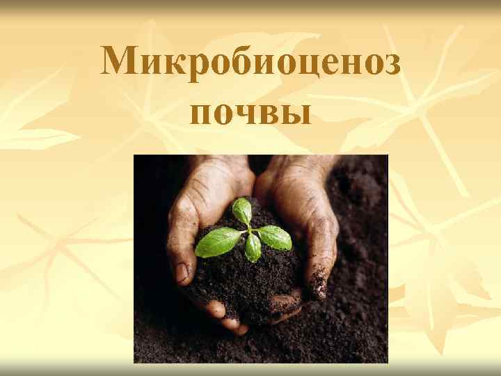 Микробиоценоз почвы 