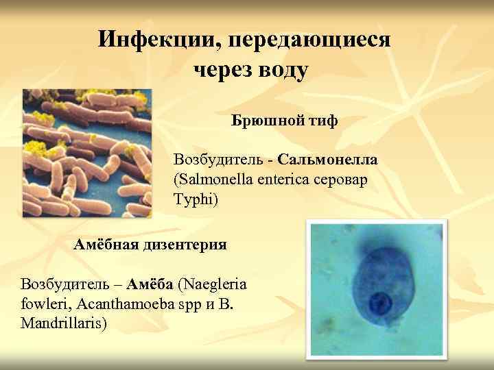 Инфекции, передающиеся через воду Брюшной тиф Возбудитель - Сальмонелла (Salmonella enterica серовар Typhi) Амёбная