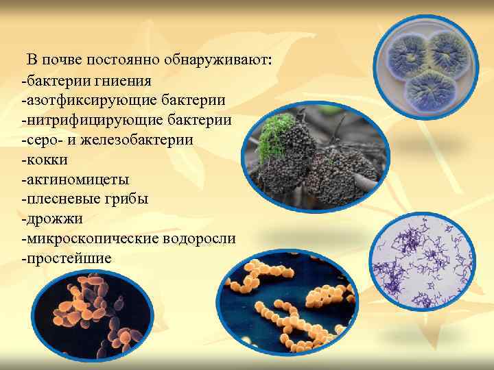Роль бактерий гниения в природе