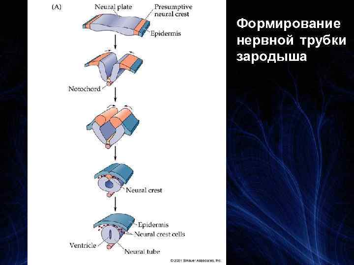 Формирование нервной трубки зародыша 