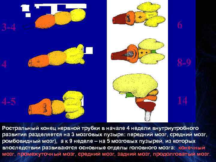 Ростральный конец нервной трубки в начале 4 недели внутриутробного развития разделяется на 3 мозговых