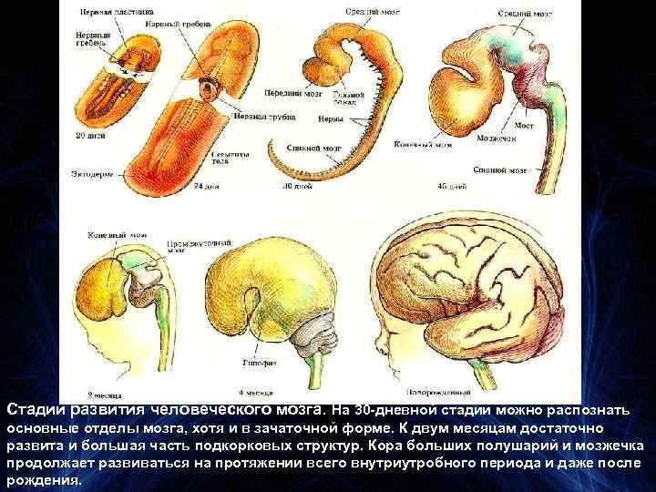 Стадии развития человеческого мозга. На 30 -дневной стадии можно распознать основные отделы мозга, хотя