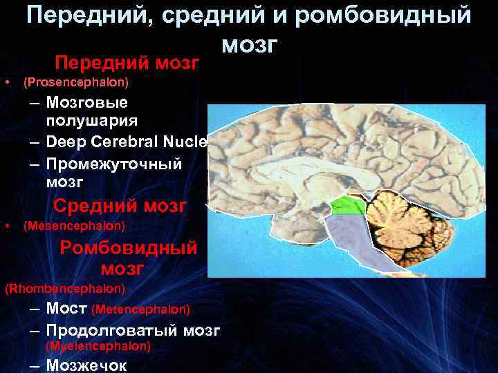 Передний, средний и ромбовидный мозг Передний мозг • (Prosencephalon) – Мозговые полушария – Deep