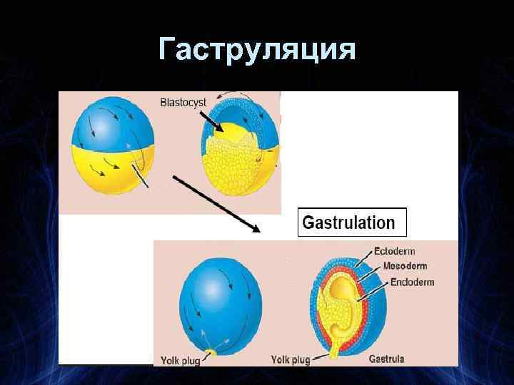 Гаструляция 