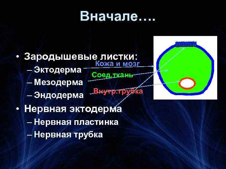 Вначале…. • Зародышевые листки: Кожа и мозг – Эктодерма Соед. ткань – Мезодерма Внутр.