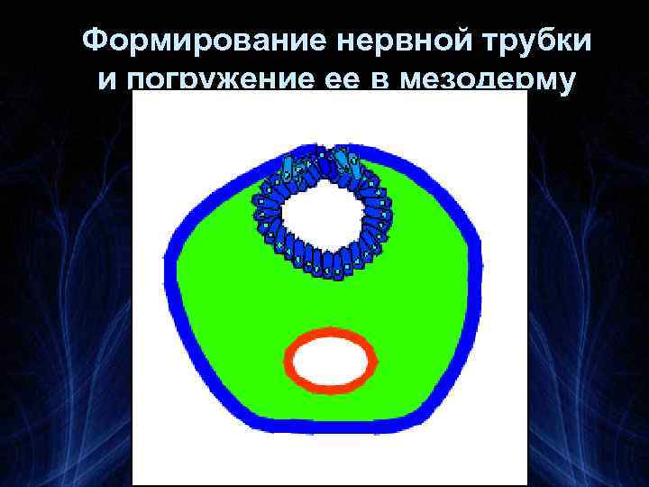 Формирование нервной трубки и погружение ее в мезодерму 