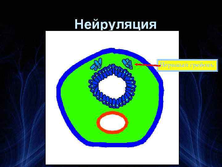 Нейруляция Нервный гребень 