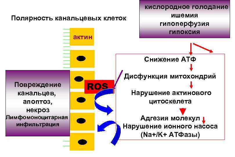 Полярность канальцевых клеток актин кислородное голодание ишемия гипоперфузия гипоксия Снижение АТФ Повреждение канальцев, апоптоз,