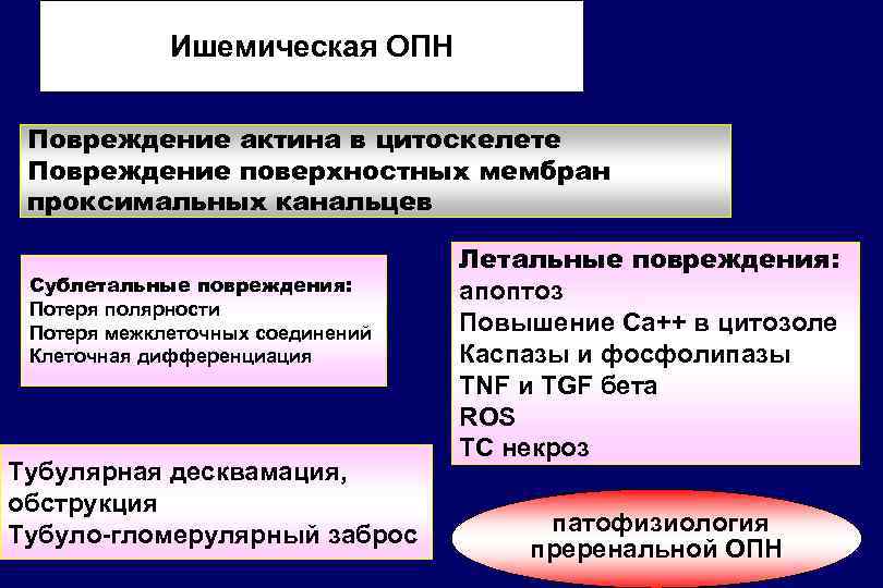 Ишемическая ОПН Повреждение актина в цитоскелете Повреждение поверхностных мембран проксимальных канальцев Сублетальные повреждения: Потеря