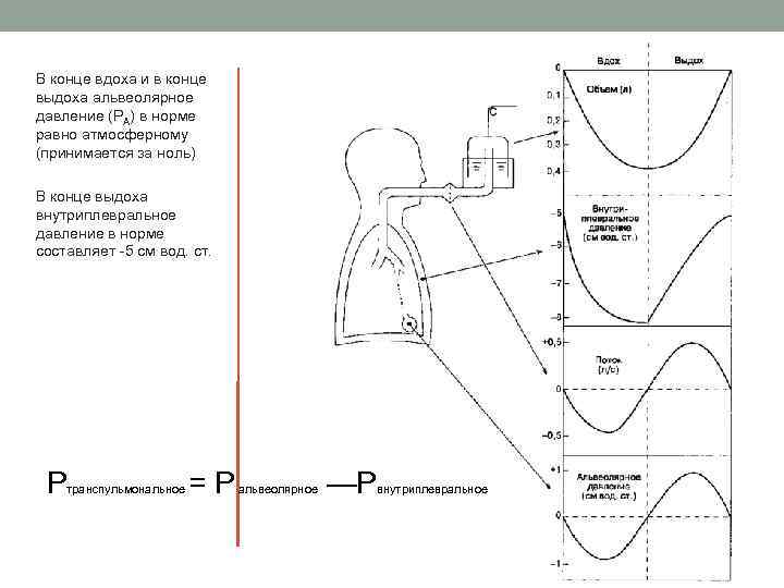 В конце вдоха и в конце выдоха альвеолярное давление (РА) в норме равно атмосферному