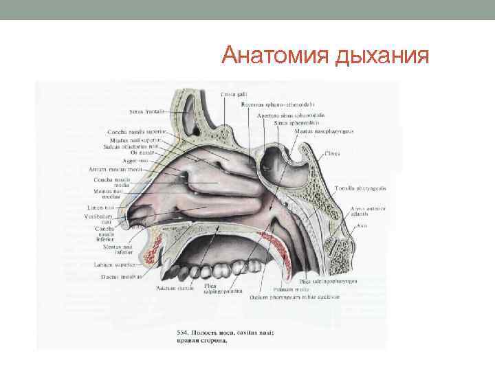  Анатомия дыхания 