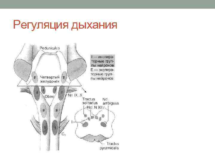 Регуляция дыхания 