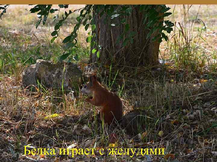 Белка играет с желудями. 