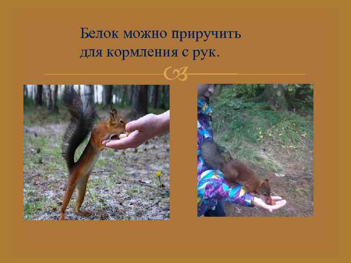 Белок можно приручить для кормления с рук. 