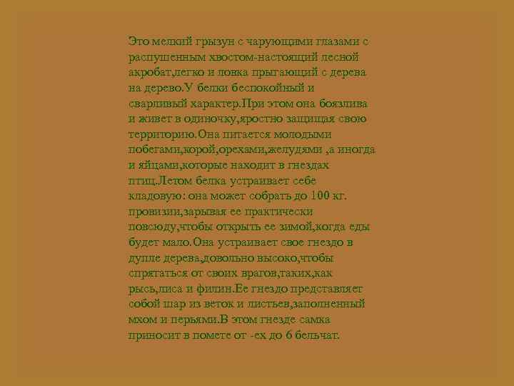 Это мелкий грызун с чарующими глазами с распушенным хвостом-настоящий лесной акробат, легко и ловка