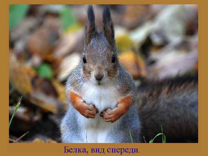 Белка, вид спереди. 