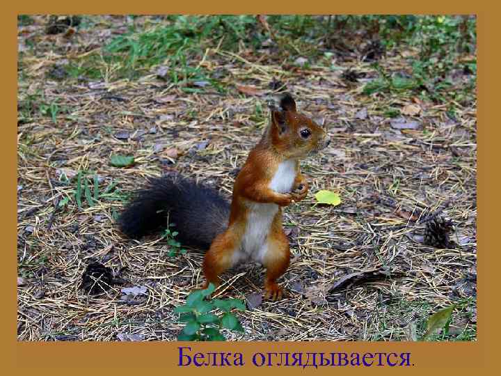 Белка оглядывается. 