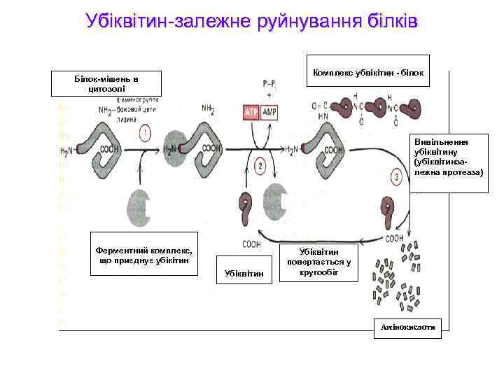 Убіквітин-залежне руйнування білків Комплекс убвікітин - білок Білок-мішень в цитозолі Вивільнення убіквітину (убіквітинзалежна протеаза)