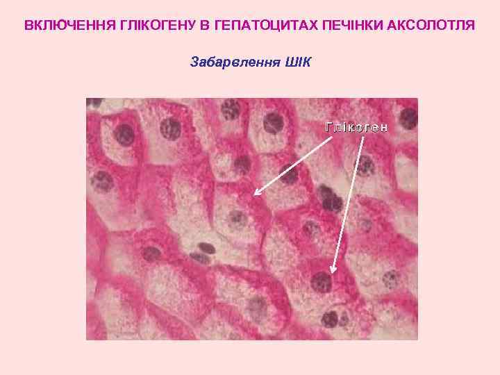 ВКЛЮЧЕННЯ ГЛІКОГЕНУ В ГЕПАТОЦИТАХ ПЕЧІНКИ АКСОЛОТЛЯ Забарвлення ШІК Глікоген 