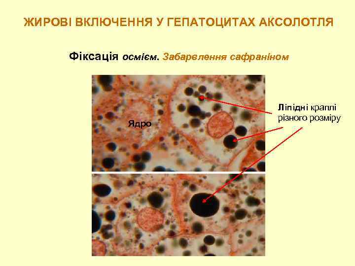 ЖИРОВІ ВКЛЮЧЕННЯ У ГЕПАТОЦИТАХ АКСОЛОТЛЯ Фіксація осмієм. Забарвлення сафраніном Ядро Ліпідні краплі різного розміру