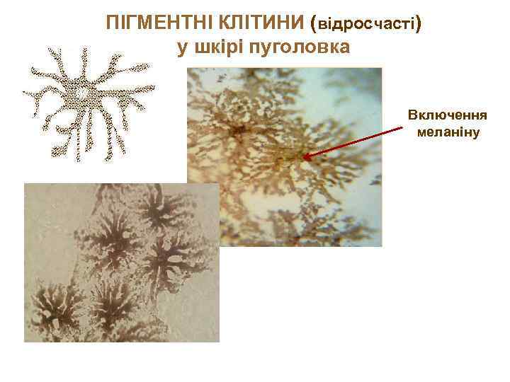 ПІГМЕНТНІ КЛІТИНИ (відросчасті) у шкірі пуголовка Включення меланіну 