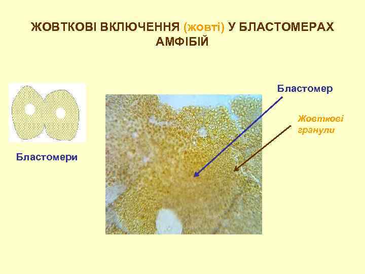 ЖОВТКОВІ ВКЛЮЧЕННЯ (жовті) У БЛАСТОМЕРАХ АМФІБІЙ Бластомер Жовткові гранули Бластомери 