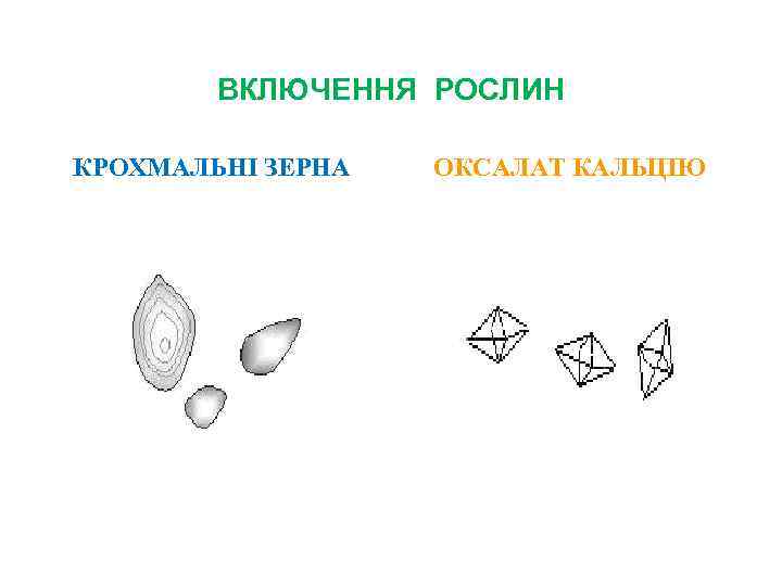 ВКЛЮЧЕННЯ РОСЛИН КРОХМАЛЬНІ ЗЕРНА ОКСАЛАТ КАЛЬЦІЮ 