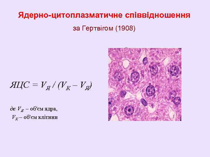 Ядерно-цитоплазматичне співвідношення за Гертвігом (1908) ЯЦС = VЯ / (VК – VЯ) де VЯ