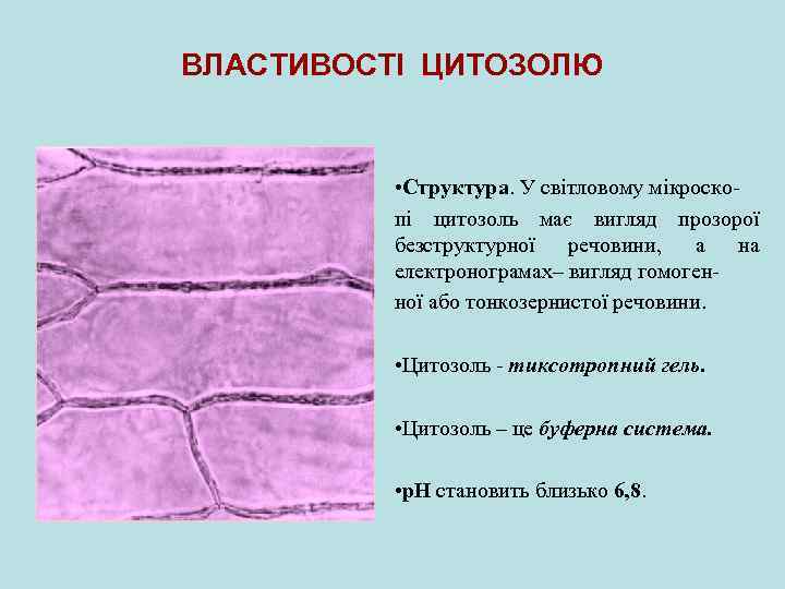 ВЛАСТИВОСТІ ЦИТОЗОЛЮ • Структура. У світловому мікроскопі цитозоль має вигляд прозорої безструктурної речовини, а