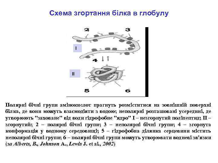 Схема згортання білка в глобулу I II Полярні бічні групи амінокислот прагнуть розміститися на