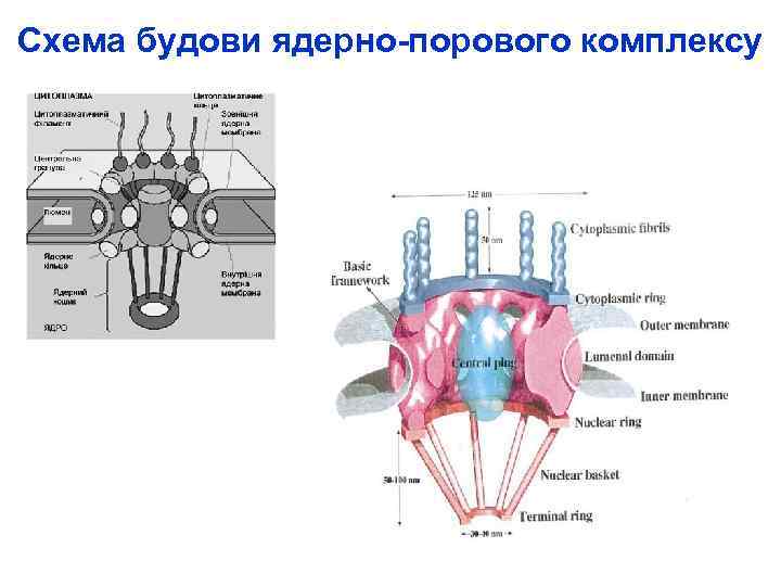 Схема будови ядерно-порового комплексу 