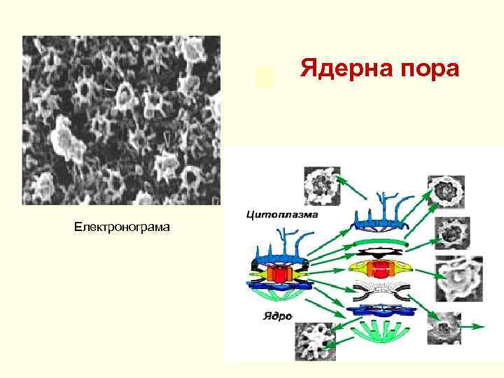 Ядерна пора Електронограма 