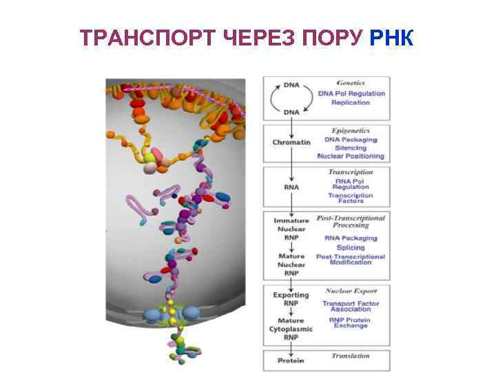 ТРАНСПОРТ ЧЕРЕЗ ПОРУ РНК 