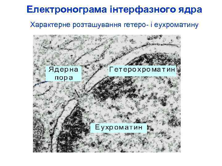 Електронограма інтерфазного ядра Характерне розташування гетеро- і еухроматину 