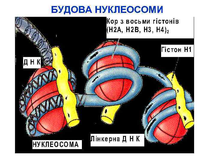 БУДОВА НУКЛЕОСОМИ 