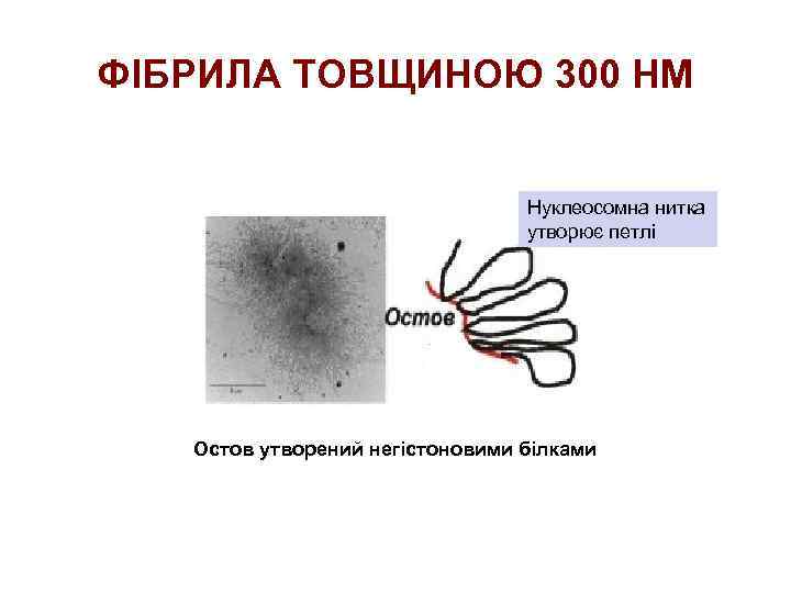 ФІБРИЛА ТОВЩИНОЮ 300 НМ Нуклеосомна нитка утворює петлі Остов утворений негістоновими білками 