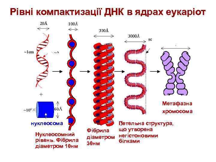 Рівні компактизації ДНК в ядрах еукаріот Метафазна хромосома нуклеосома Нуклеосомний рівень. Фібрила діаметром 10