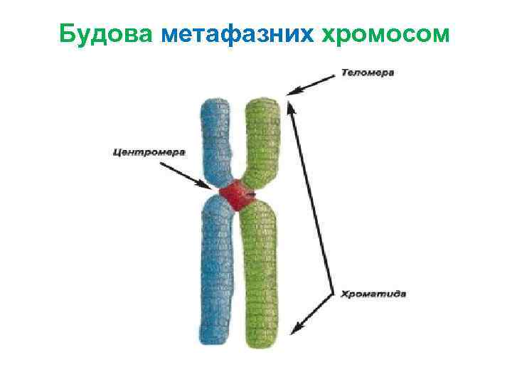 Будова метафазних хромосом 