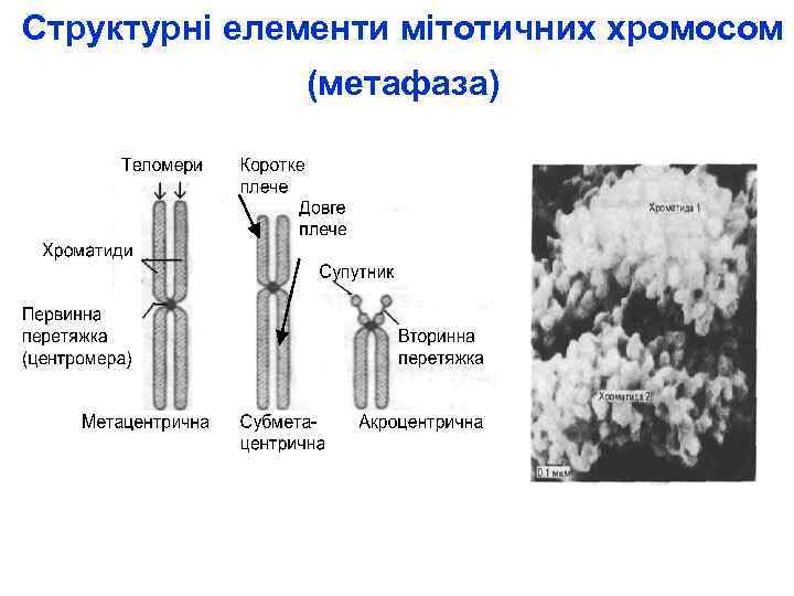 Структурні елементи мітотичних хромосом (метафаза) 