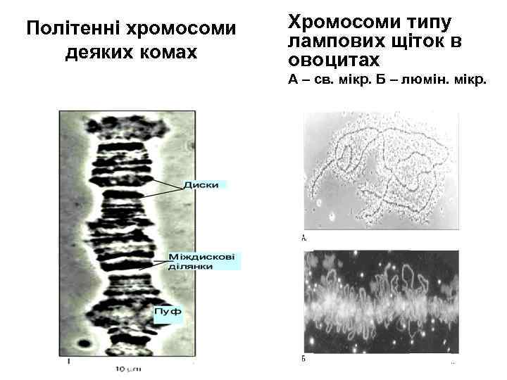 Політенні хромосоми деяких комах Хромосоми типу лампових щіток в овоцитах А – св. мікр.