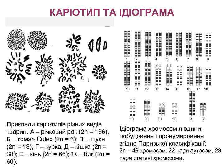 КАРІОТИП ТА ІДІОГРАМА Приклади каріотипів різних видів тварин: А – річковий рак (2 n